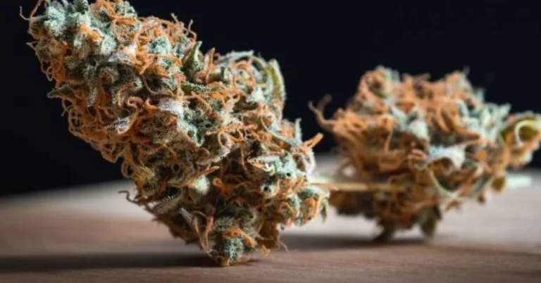 Bubba Kings Craft Cannabis
