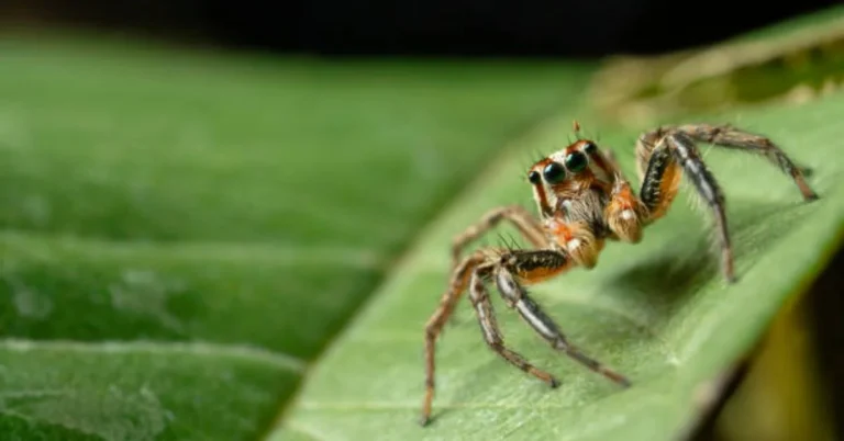 Jumping Spiders