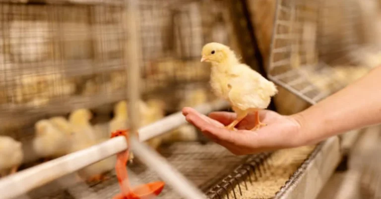 Chick Pull