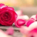 Rose Petal