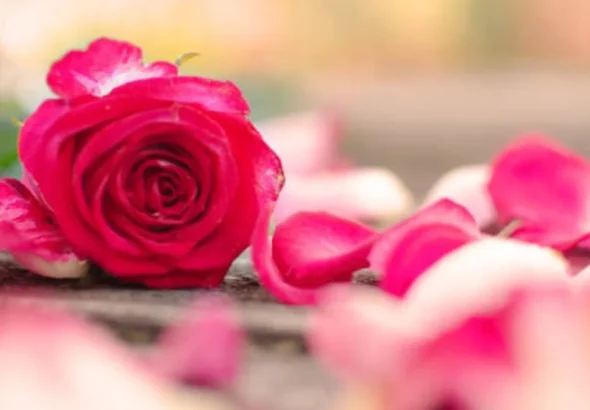 Rose Petal