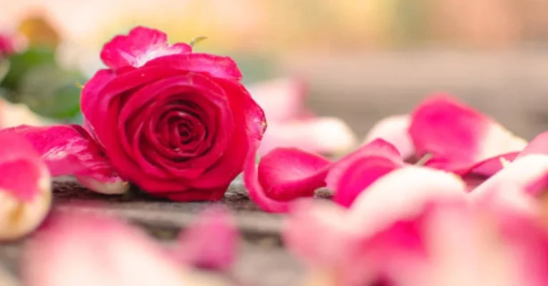 Rose Petal